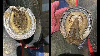 Farrier hoof restoration [upl. by Bainbridge]