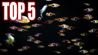 Top Five Rasbora Fish For Your Community Aquarium [upl. by Dellora640]