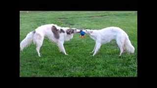 BORZOIS AT PLAY RUSSIAN WOLFHOUNDS [upl. by Milburt]