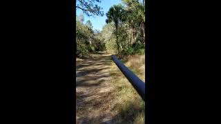 Green Swamp WMA Florida hog hunting [upl. by Ycnalc]