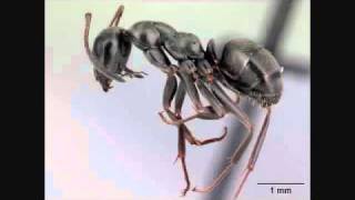 Crazy Ant Song  Turn ON Annotations External Ant Anatomy  AntsCanada Tutorial 24 [upl. by Aicilehp54]