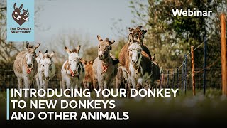 Introducing your donkey to new donkeys and other animals  The Donkey Sanctuary Webinars [upl. by Ayokal]