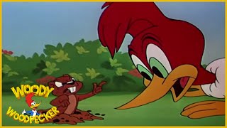 Woody Woodpecker  Wicket Wacky  Full Episodes [upl. by Llevel]