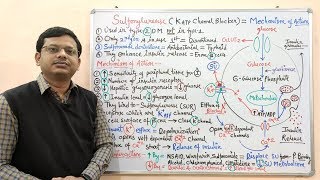 Diabetes Mellitus Part10 Mechanism of Action of Sulfonylurease  Antidiabetic Drugs  Diabetes [upl. by Akinnor]