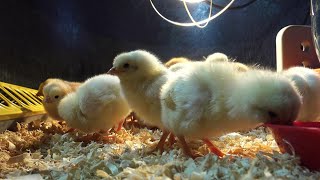 How to raise baby chicksSimple and easy tips for a healthy flock [upl. by Britni892]