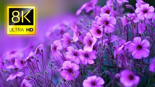 The Most Beautiful Flowers Collection 8K ULTRA HD  8K TV [upl. by Sauers]