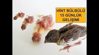 Hint Bülbülü 15 Günlük Gelişimi [upl. by Yerrok]