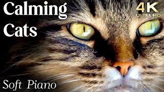 Cats 4K  Calming Cat Video TV Background with Calming Music to Reduce Stress [upl. by Owades]