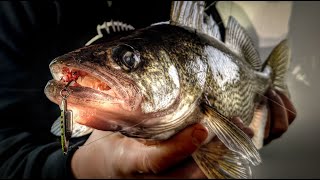 SnoBear Dont Care Crushing Super Fat Walleyes and Perch on Bitter Lake South Dakota  S14 E6 [upl. by Sonnie604]