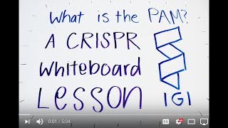 What is the PAM  A CRISPR Whiteboard Lesson [upl. by Haze308]