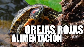 tortuga de orejas rojas alimentación [upl. by Aimahc607]