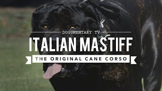 THE ORIGINAL CANE CORSO ITALIAN MASTIFF [upl. by Acissej982]