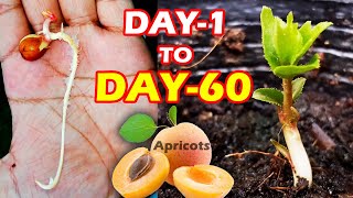 APRICOT SEEDLING  HOW TO GROW APRICOT TREE FROM SEEDS SproutingSeeds [upl. by Chico]