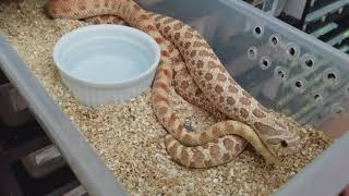 Western Hognose Breeding Tips Video [upl. by January]