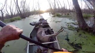 Louisiana WMA 8 Point Whitetail Deer [upl. by Nafis]