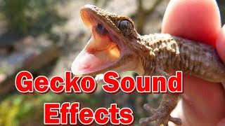 Gecko Sound Effects  What Noise Does A Gecko Make Tokay [upl. by Anwahsar651]