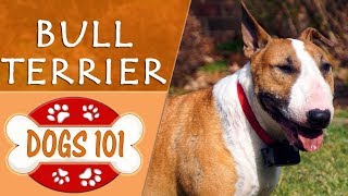 Dogs 101  BULL TERRIER  Top Dog Facts About the BULL TERRIER [upl. by Rigby273]