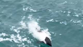 Commersons Dolphin [upl. by Cowley]