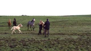 Gruesome scene of horse suffering uncovered [upl. by Berstine]