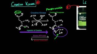 Creatine KinasePhosphagen System [upl. by Adnaluy258]