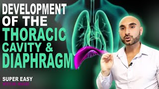 Embryology of the Diaphragm and Thoracic Cavity Easy to Understand [upl. by Warden7]