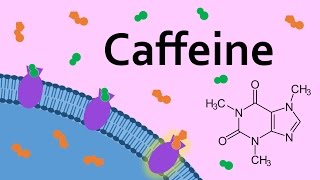 Caffeine and Adenosine Receptors [upl. by Adnaval]