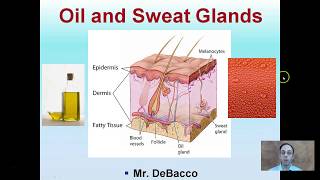 Oil and Sweat Glands [upl. by Ianteen]