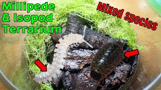 Building an Isopod amp Millipede Mixed Species Terrarium Philoscia muscorum amp Polydesmus angustus [upl. by Monteria]