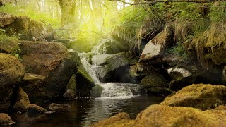 Ruhige Geräusche vom Fluss Wassergeräusche im Wald zum schlafen meditieren ausruhen  Stressabbau [upl. by Arvell]