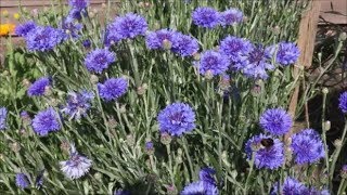 How to Grow Cornflowers from Seed [upl. by Estell]