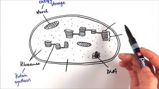 A2 Biology  Chloroplast structure OCR A Chapter 173 [upl. by Asseret]