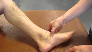 Navicular Tuberosity Ankle Palpation [upl. by Assirok]