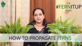 How to Propagate Ferns Easily  Fern Propagation  Fern Tips fernitup [upl. by Stacia]