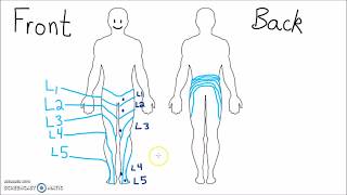 Anatomy  Dermatomes of the Lower Extremity [upl. by Leibman]