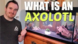 WHAT IS AN AXOLOTL [upl. by Andee]