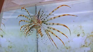 LIONFISH EATS BIG FISH [upl. by Nell]