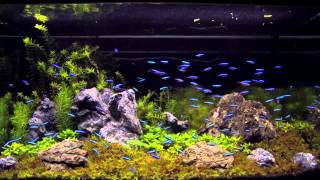 100 cardinal tetra in an aquascaping tank [upl. by Darom]