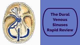 The Dural Venous Sinuses Rapid Review [upl. by Nodlew805]