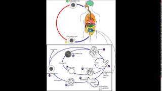 Blastocystis hominis update [upl. by Anos]