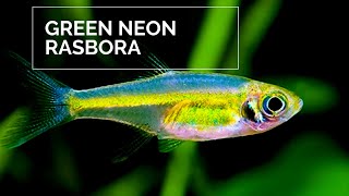 Green neon rasbora  Microdevario kubotai [upl. by Araet259]