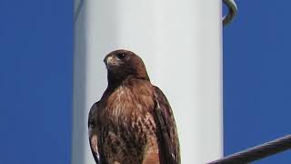 Red tailed hawk lets out a piercing cry [upl. by Ashlee534]