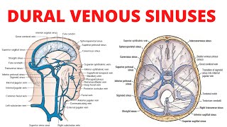 Dural Venous Sinuses [upl. by Ttcos]