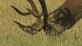 Irate man chases Fenton the dog in Richmond Park [upl. by Aititil]