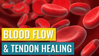 Blood Flow and Tendon Healing [upl. by Enida383]