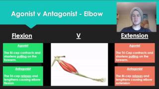 Anatomy 7  Agonist V Antagonist muscle pairs [upl. by Eilsew]