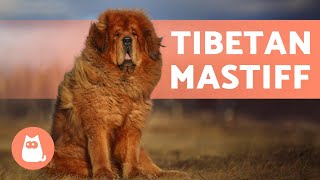 TIBETAN MASTIFF  The Fluffy Protector [upl. by Atikcir]