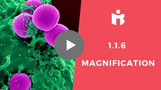 116 Magnification IB Biology [upl. by Neellok]