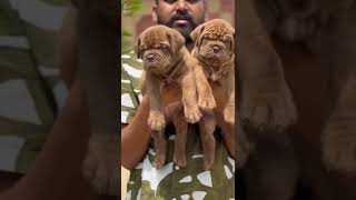 French Mastiff Puppies [upl. by Elatnahc]