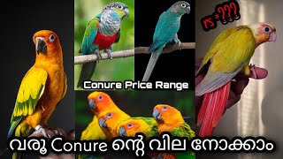 Conure birdൻ്റെ വില നോക്കാം  Conure birds Price Range [upl. by Martainn313]