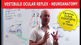 Vestibulo Ocular Reflex  Neuroanatomy [upl. by Sebastiano]